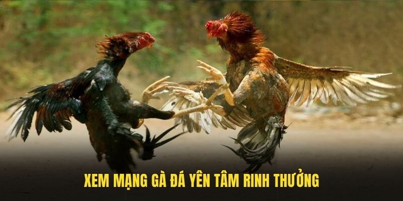 Xem mạng gà đá yên tâm rinh thưởng