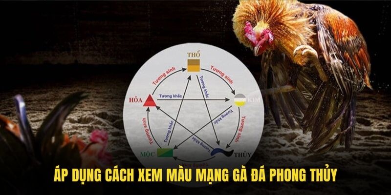 Áp dụng cách xem màu mạng gà đá phong thủy