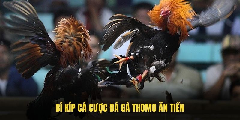 Bí kíp cá cược đá gà Thomo ăn tiền