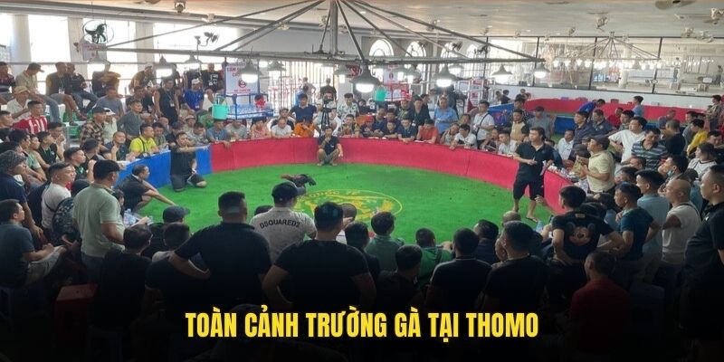 Toàn cảnh trường gà tại Thomo