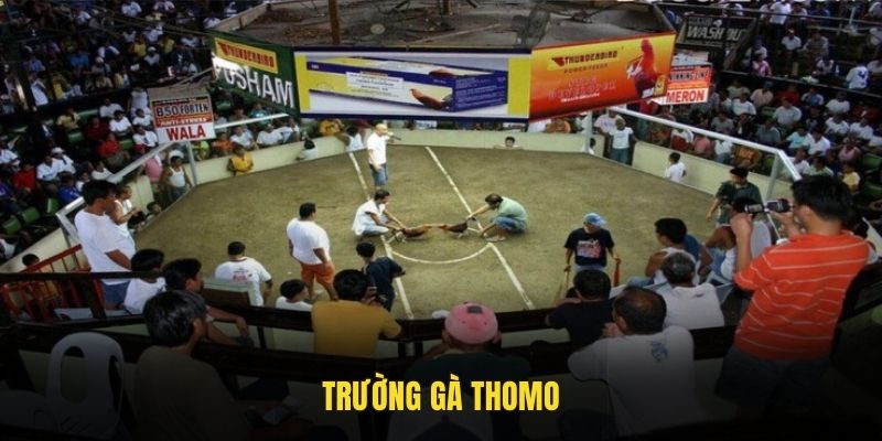 Trường gà Thomo