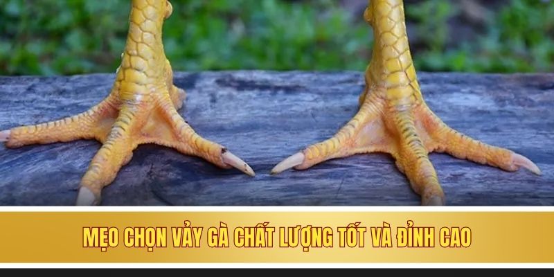 Mẹo chọn vảy gà chất lượng tốt và đỉnh cao