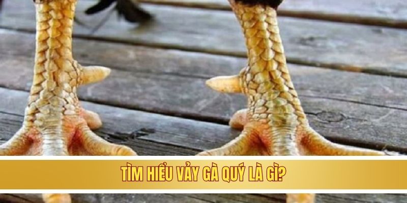 Tìm hiểu vảy gà quý là gì?